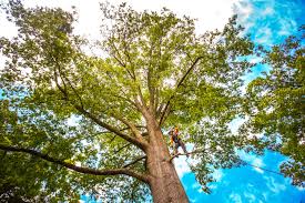 Best Fruit Tree Pruning  in Homedale, ID