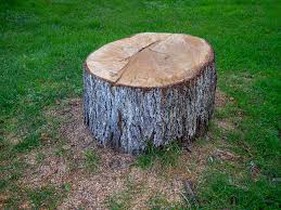 Reliable Homedale, ID Tree Removal Solutions