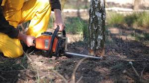 Best Leaf Removal  in Homedale, ID