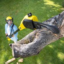 Tree and Shrub Care in Homedale, ID