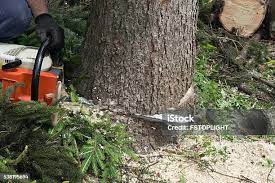 Best Tree Removal  in Homedale, ID