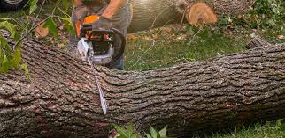 Best Hazardous Tree Removal  in Homedale, ID