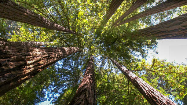 Best Tree Health Inspection  in Homedale, ID