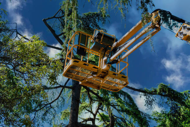 Best Palm Tree Trimming  in Homedale, ID