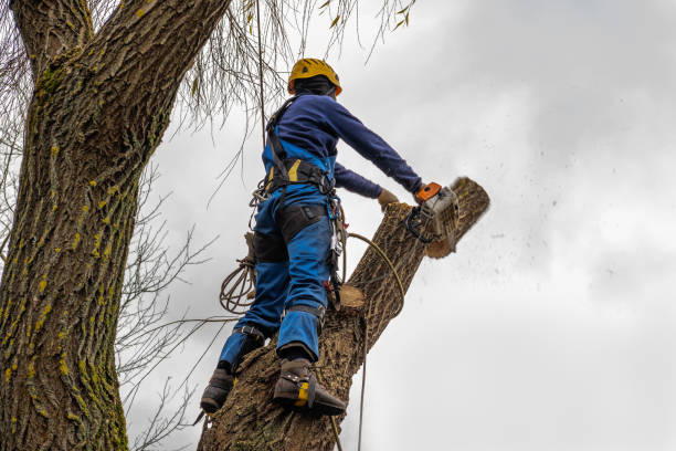 Best Firewood Processing and Delivery  in Homedale, ID
