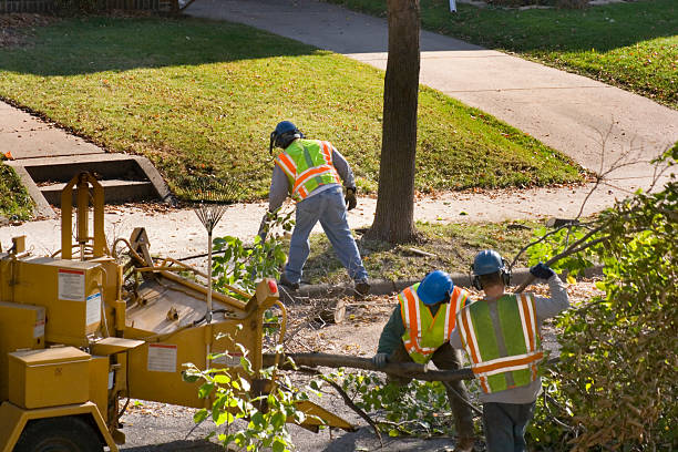 Best Palm Tree Trimming  in Homedale, ID