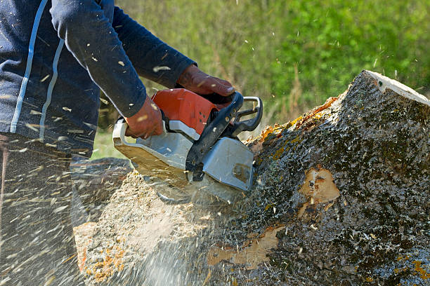 Best Lawn Irrigation Installation and Maintenance  in Homedale, ID